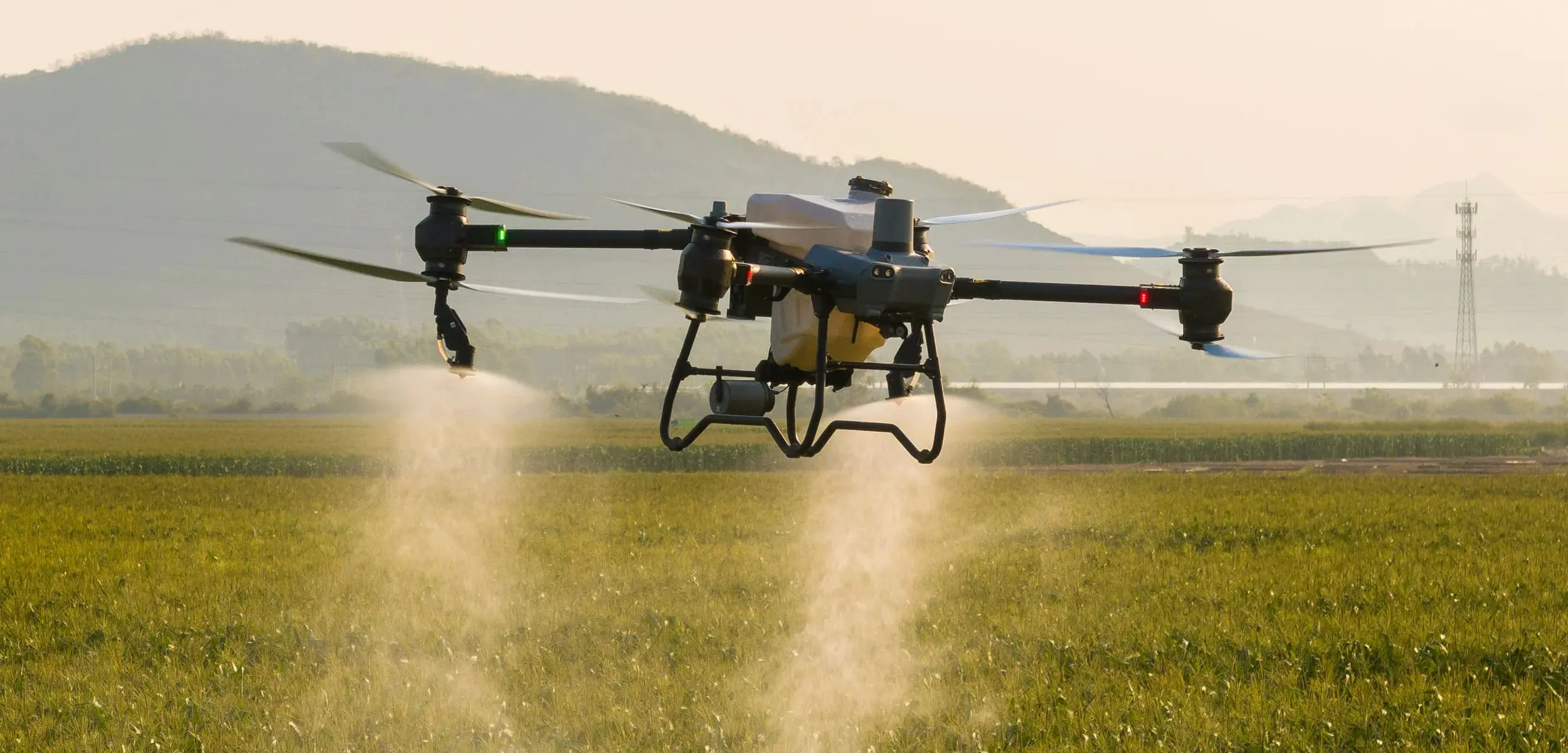 Поле пшеницы